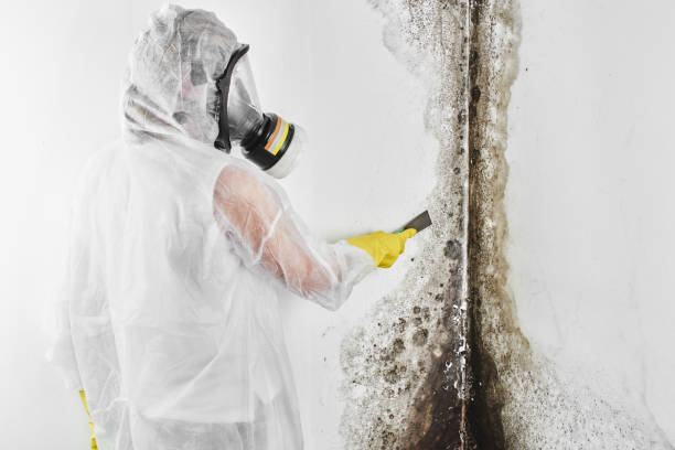 Best Professional Mold Removal  in Jonesville, MI