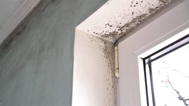 Best Mold Testing  in Jonesville, MI