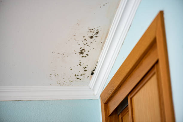 Best Residential Mold Removal  in Jonesville, MI