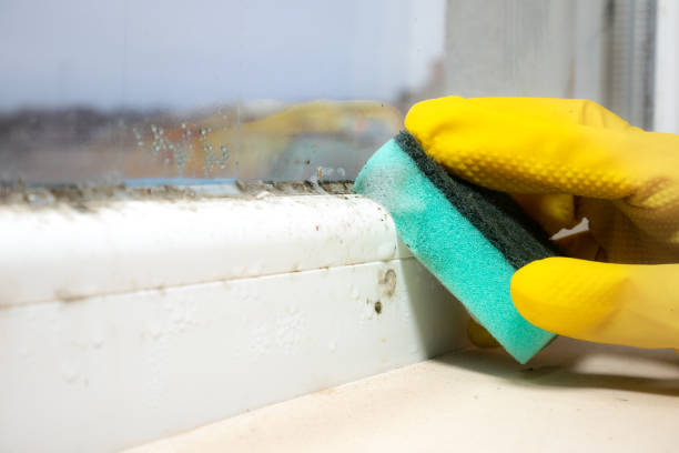 Best Home Mold Removal  in Jonesville, MI