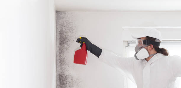 Professional Mold Removal in Jonesville, MI