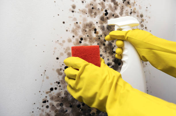 Best Black Mold Removal  in Jonesville, MI