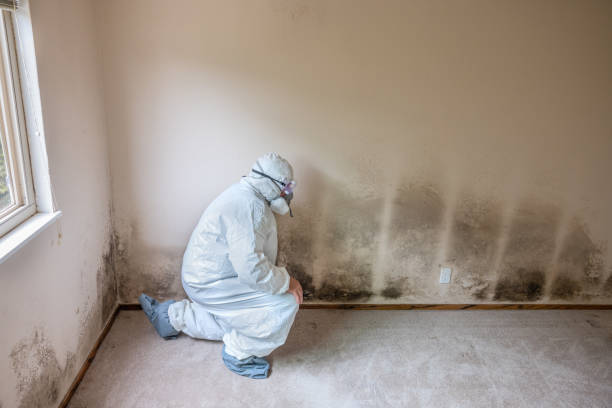 Best Emergency Mold Removal  in Jonesville, MI