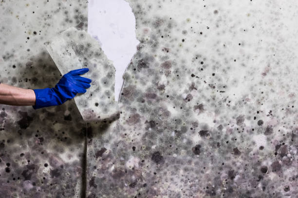Best Mold Removal Company Near Me  in Jonesville, MI