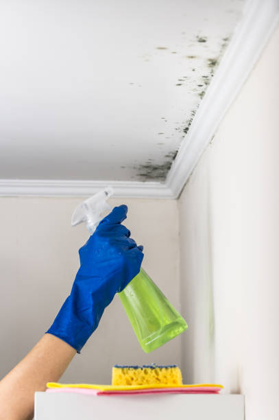 Best Mold Remediation  in Jonesville, MI